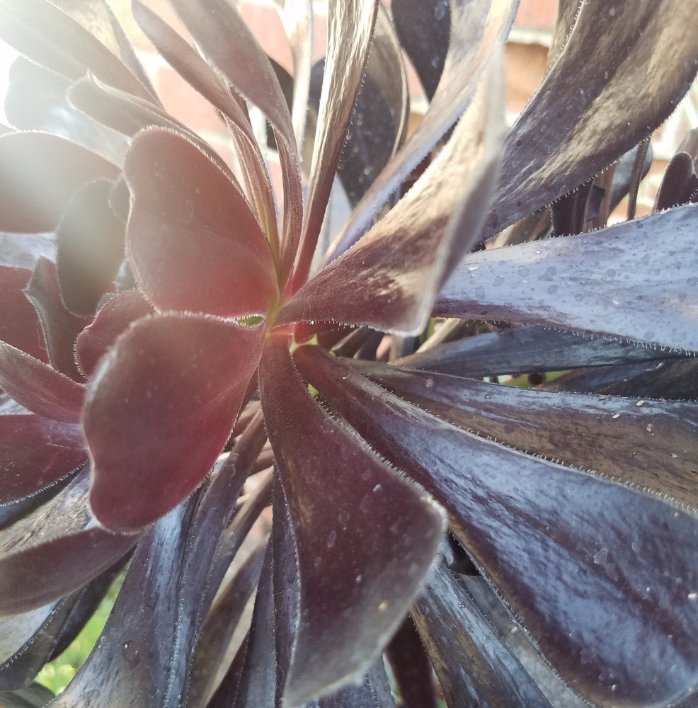AEONIUM BLACK