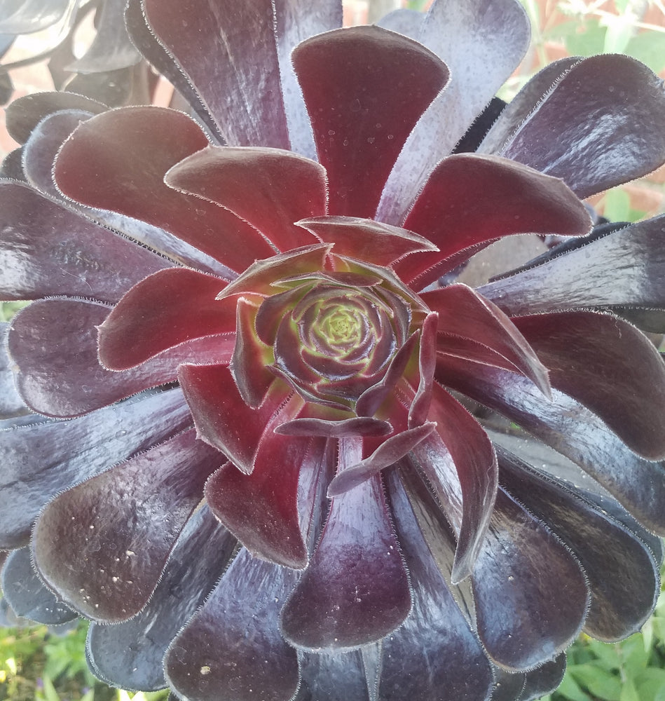 AEONIUM BLACK