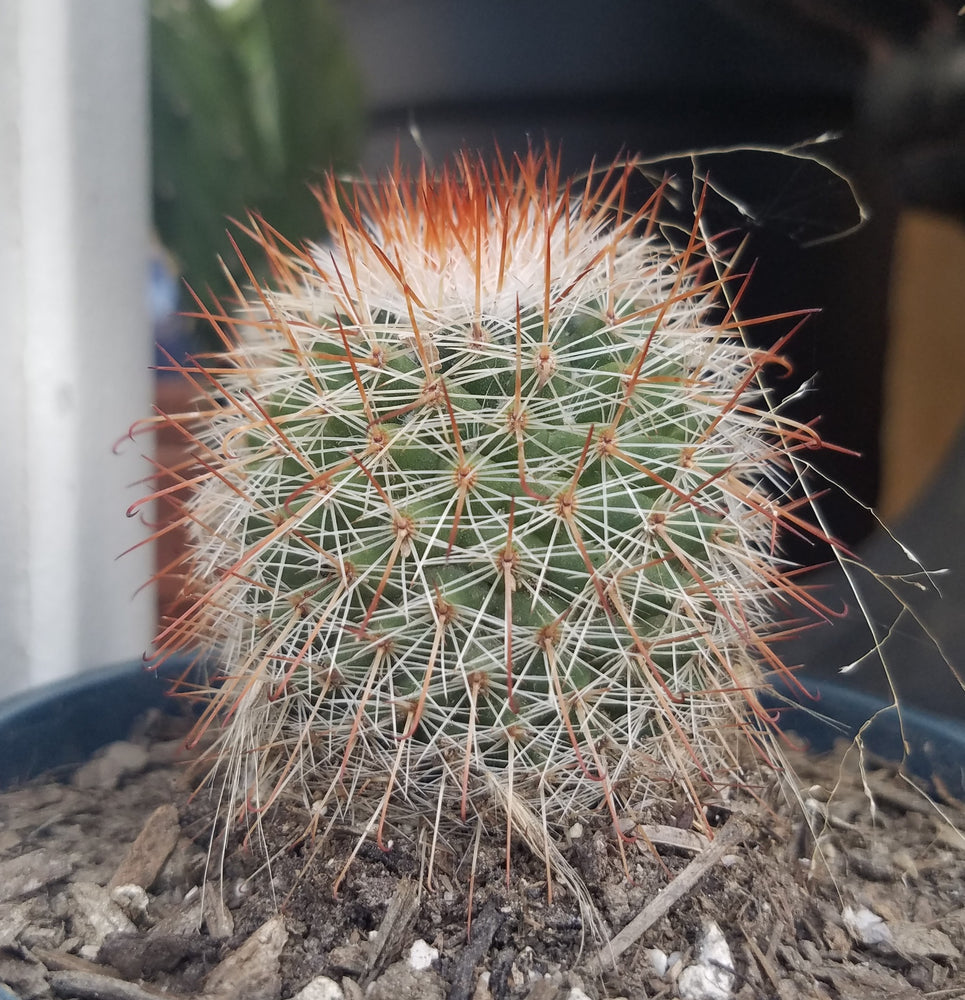 RED HEADED IRISHMAN CACTUS