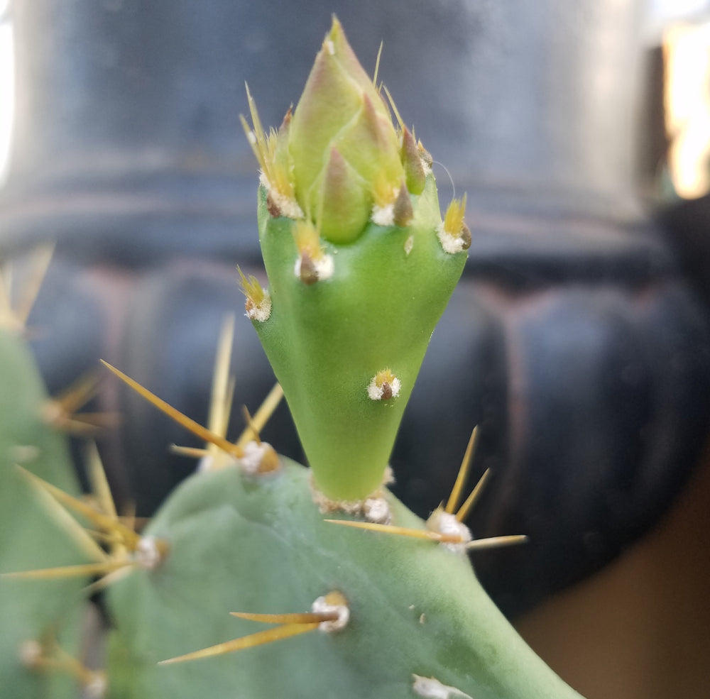 PRICKLY PEAR CACTUS