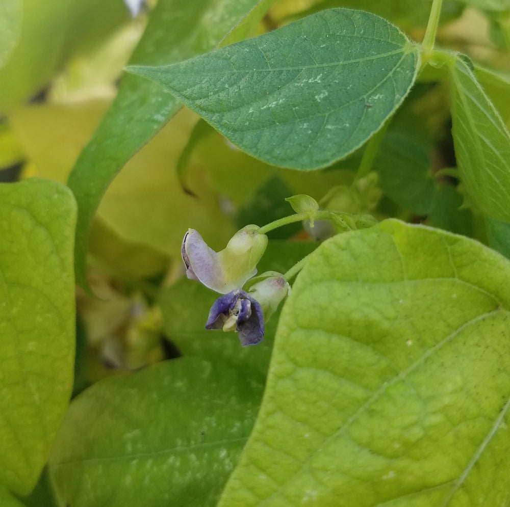 ROYAL BURGUNDY BUSH BEANS HEIRLOOM NON GMO