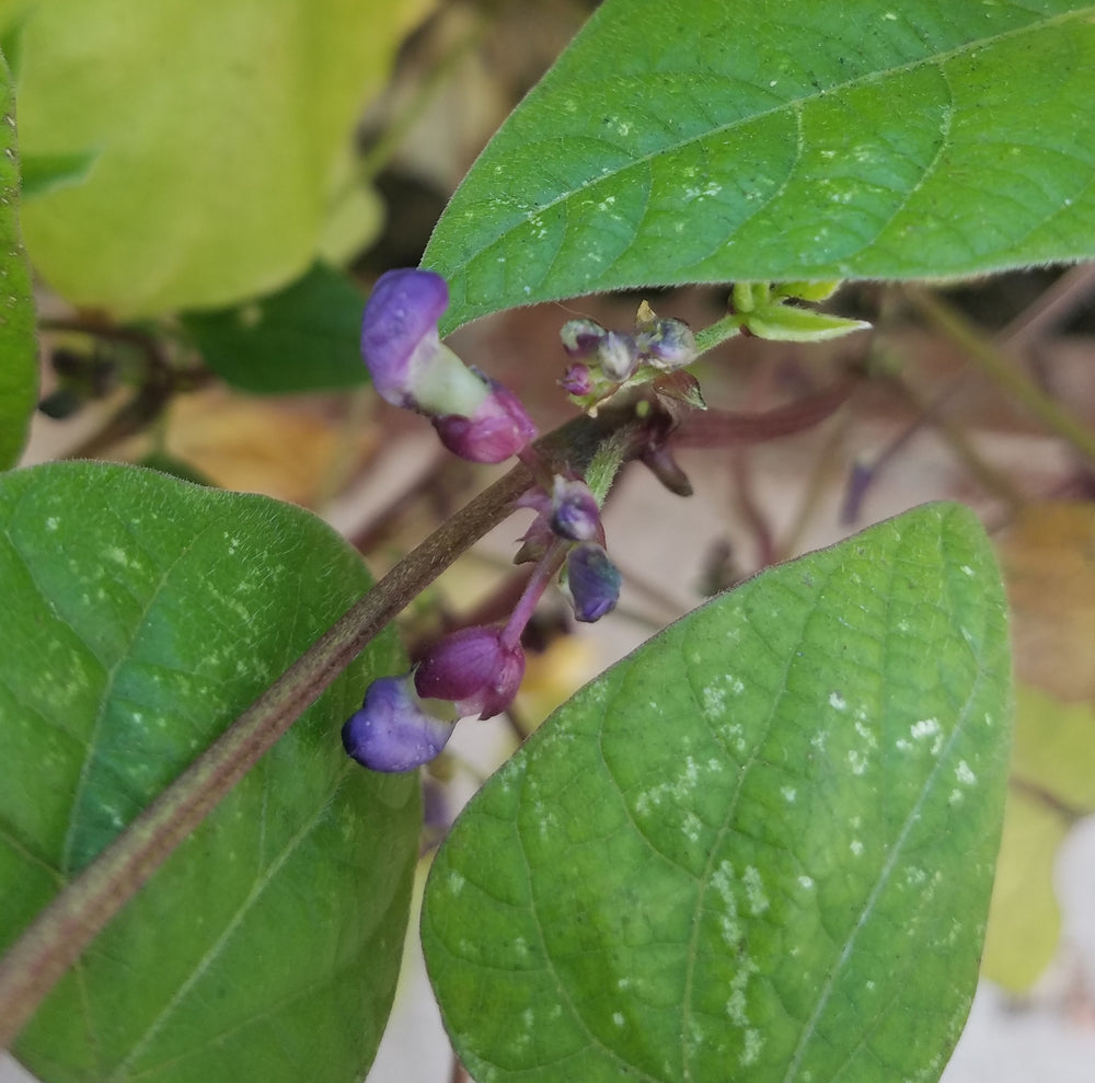 DRAGON TONGUE BUSH BEANS HEIRLOOM