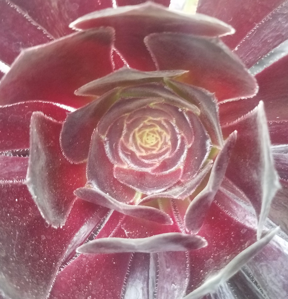 AEONIUM BLACK