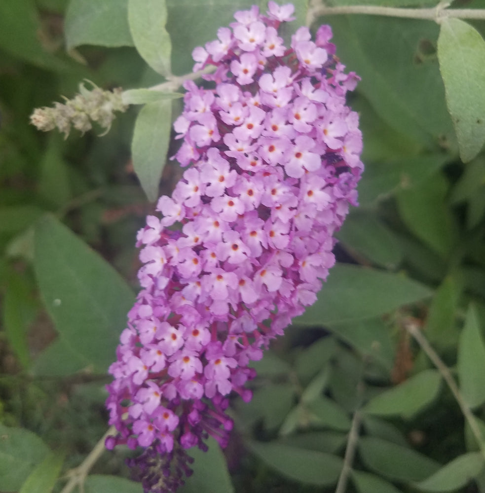 BUDDLEIA PUGSTER AMETHYST BUTTERFLY BUSH