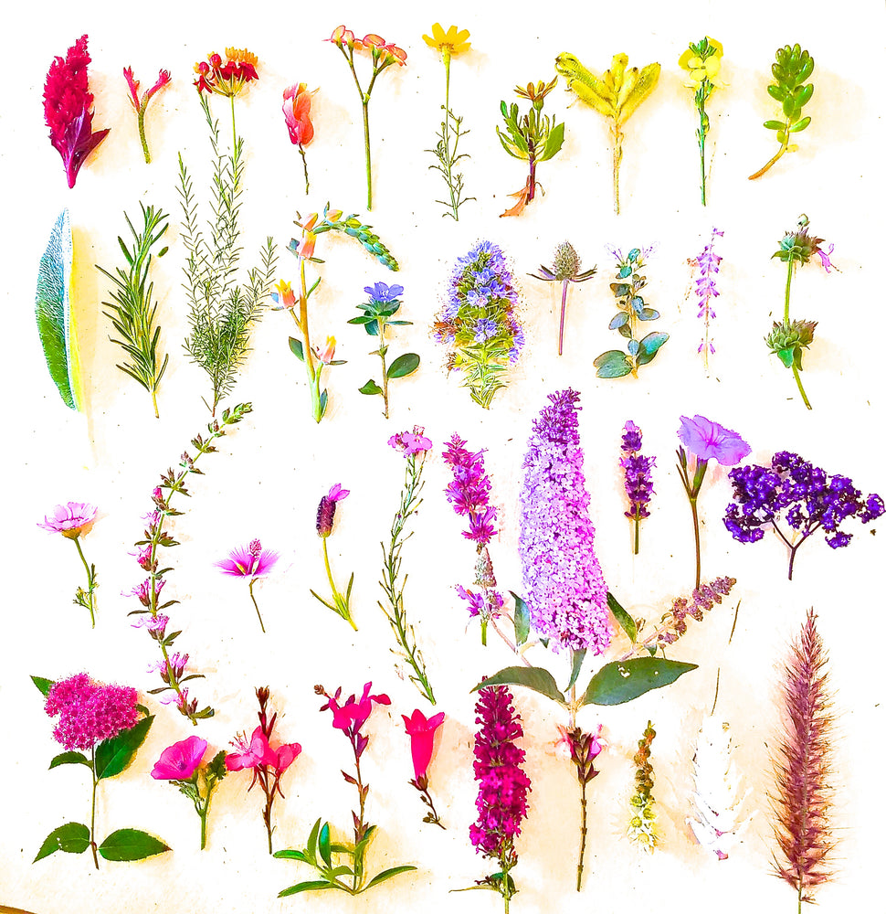 40 FLOWERS FOR PRIDE