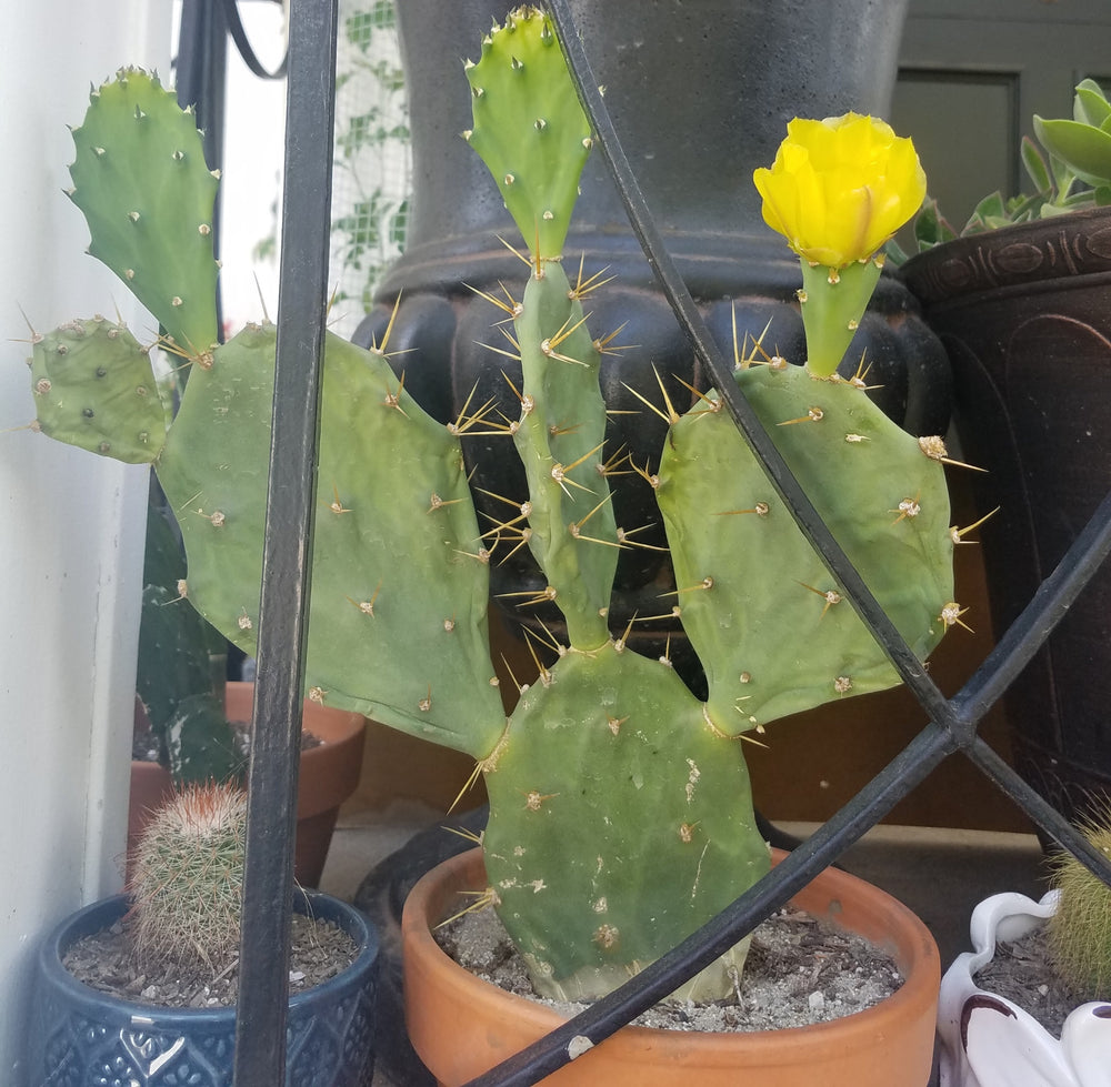 PRICKLY PEAR CACTUS