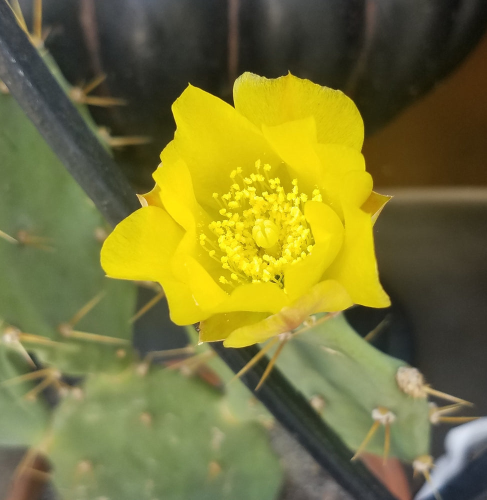 PRICKLY PEAR CACTUS