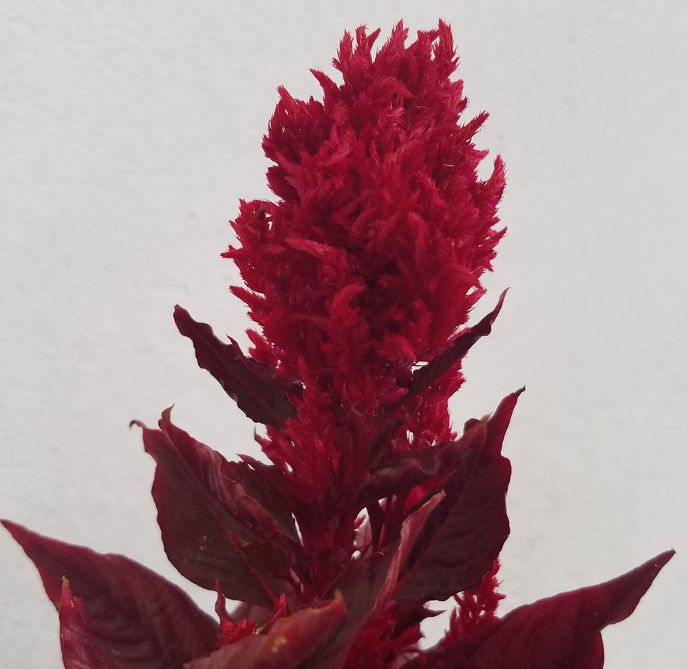 CELOSIA DRAGON'S BREATH