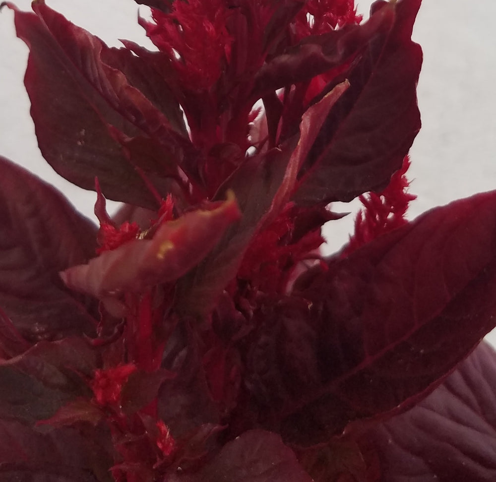 CELOSIA DRAGON'S BREATH