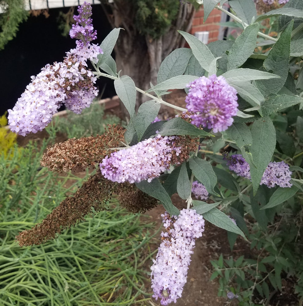 BUDDLEIA PUGSTER AMETHYST BUTTERFLY BUSH