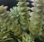 CRASSULA