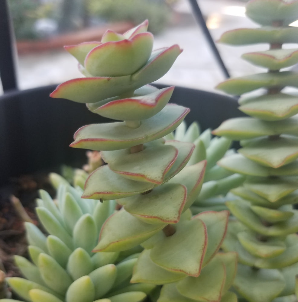 CRASSULA