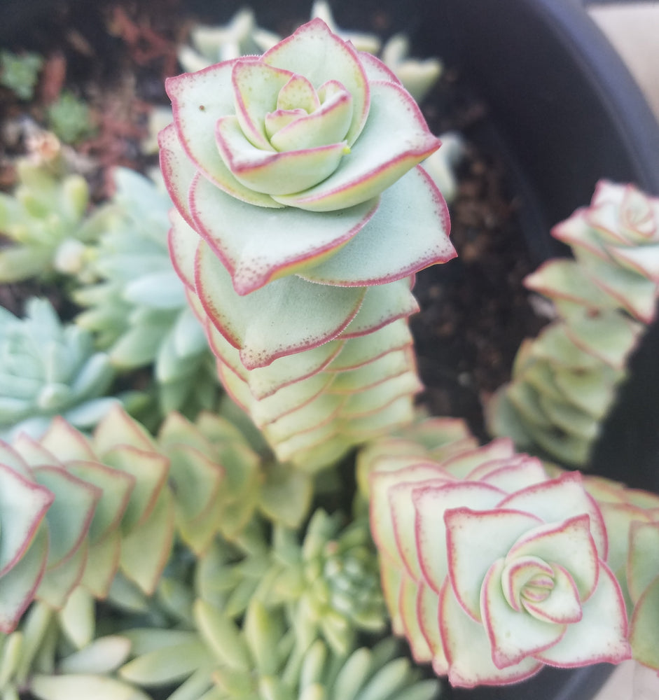 CRASSULA