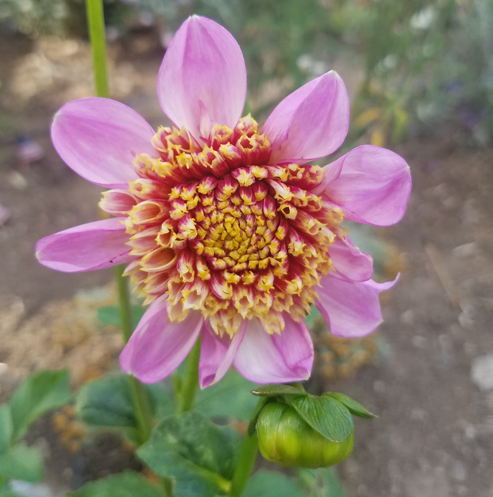 ANEMONE DAHLIA TWILITE