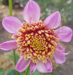 ANEMONE DAHLIA TWILITE