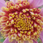 ANEMONE DAHLIA TWILITE