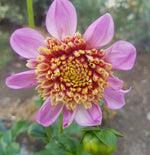 ANEMONE DAHLIA TWILITE