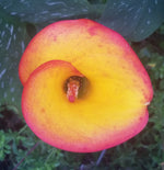 CALLA LILY FLAME