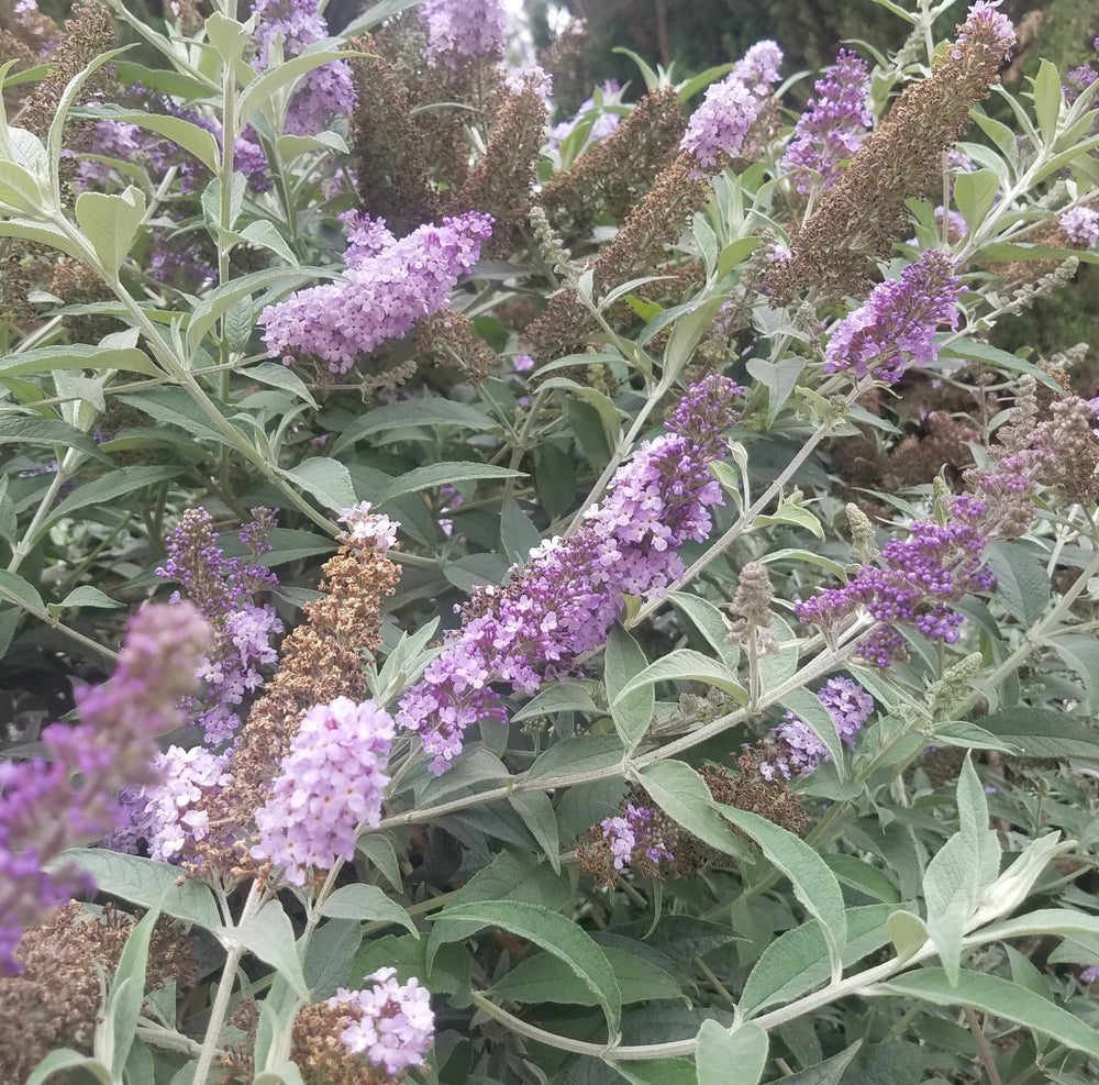 BUDDLEIA PUGSTER AMETHYST BUTTERFLY BUSH
