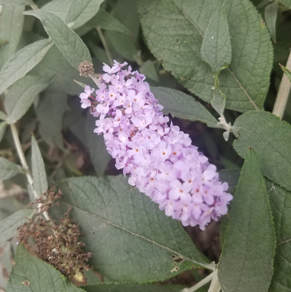 BUDDLEIA PUGSTER AMETHYST BUTTERFLY BUSH