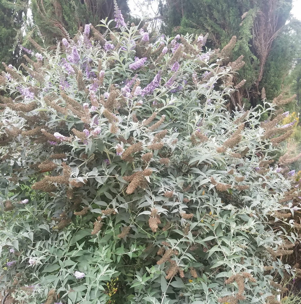 BUDDLEIA PUGSTER AMETHYST BUTTERFLY BUSH