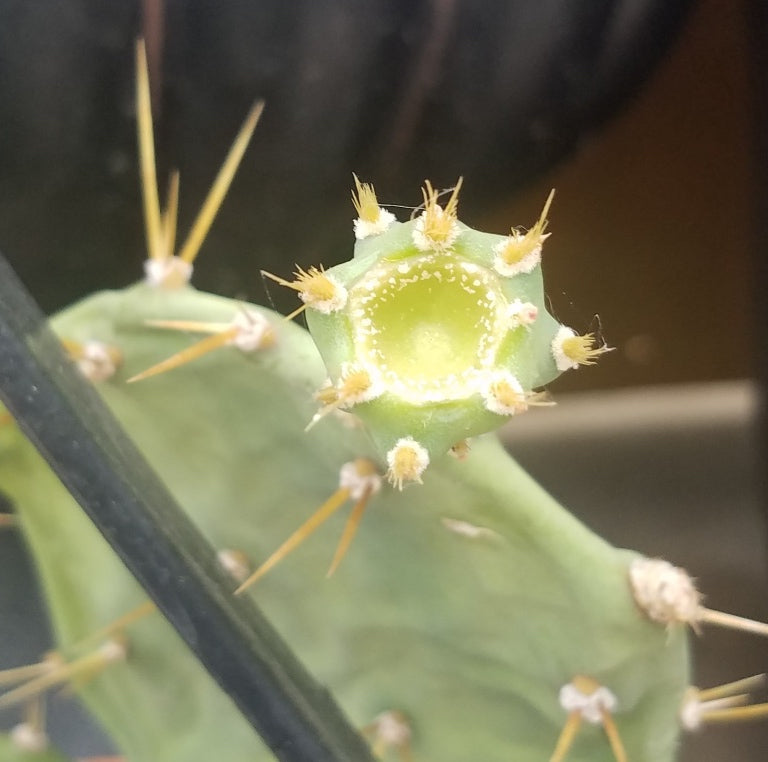 PRICKLY PEAR CACTUS