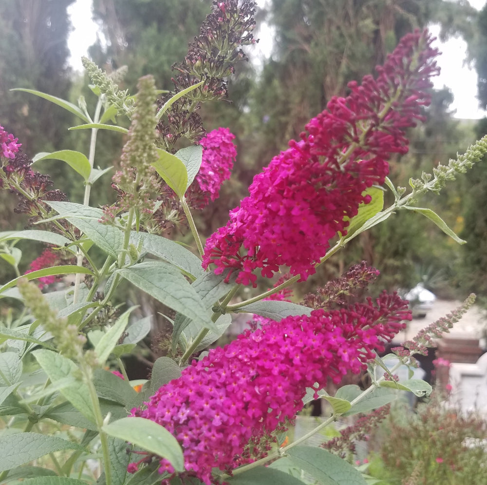 BUDDLEIA MISS MOLLY BUTTERFLY BUSH