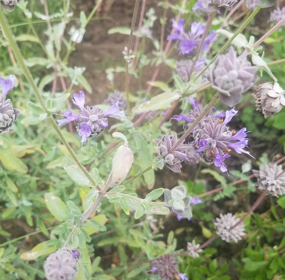 CLEVELAND BLUE SAGE