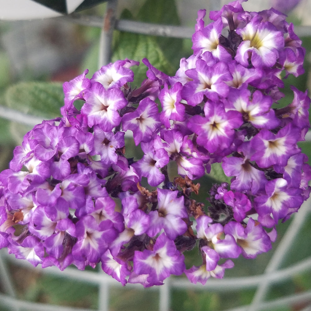 HELIOTROPE