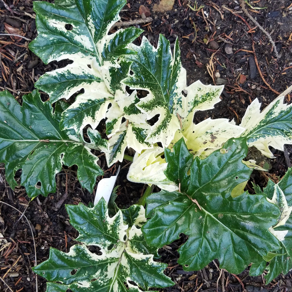ACANTHUS WHITEWATER