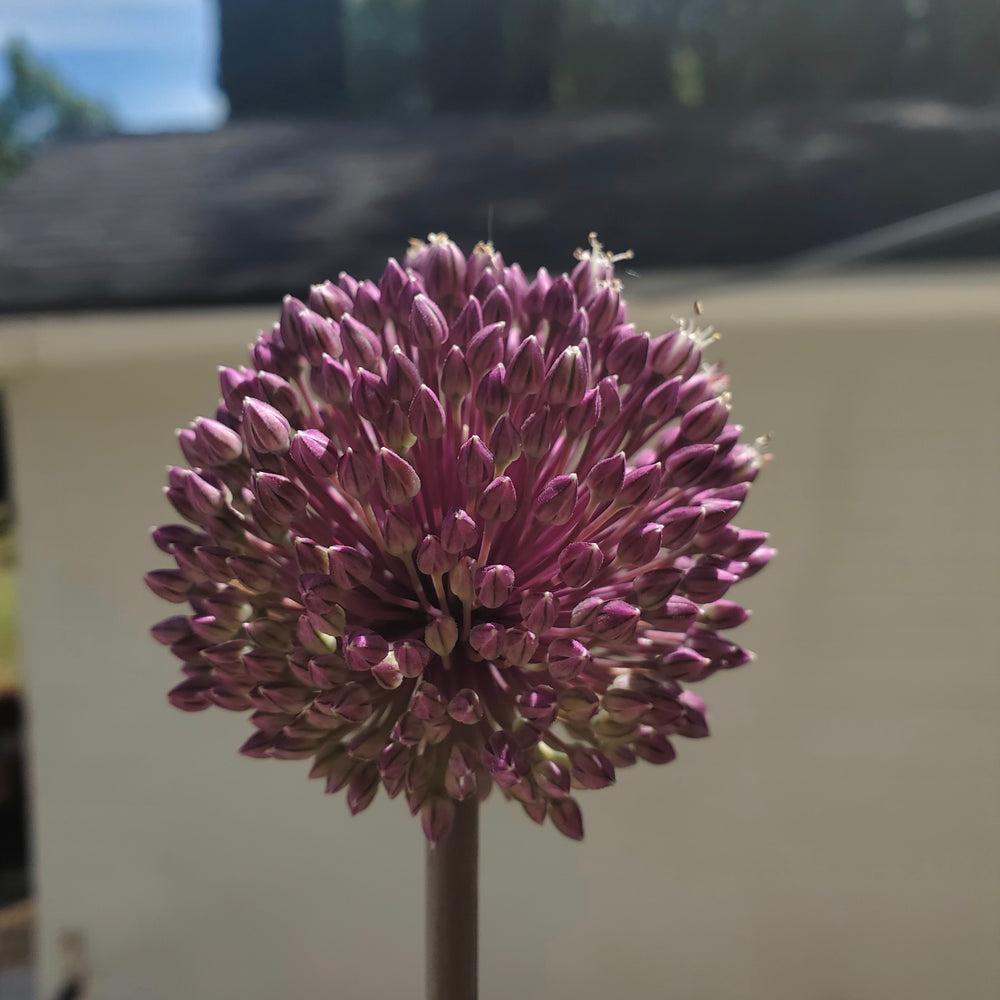 SUMMER DRUMMER ALLIUM