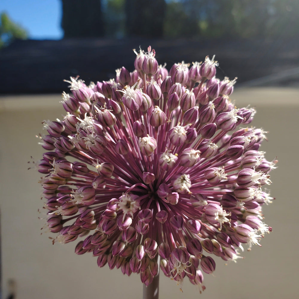 SUMMER DRUMMER ALLIUM