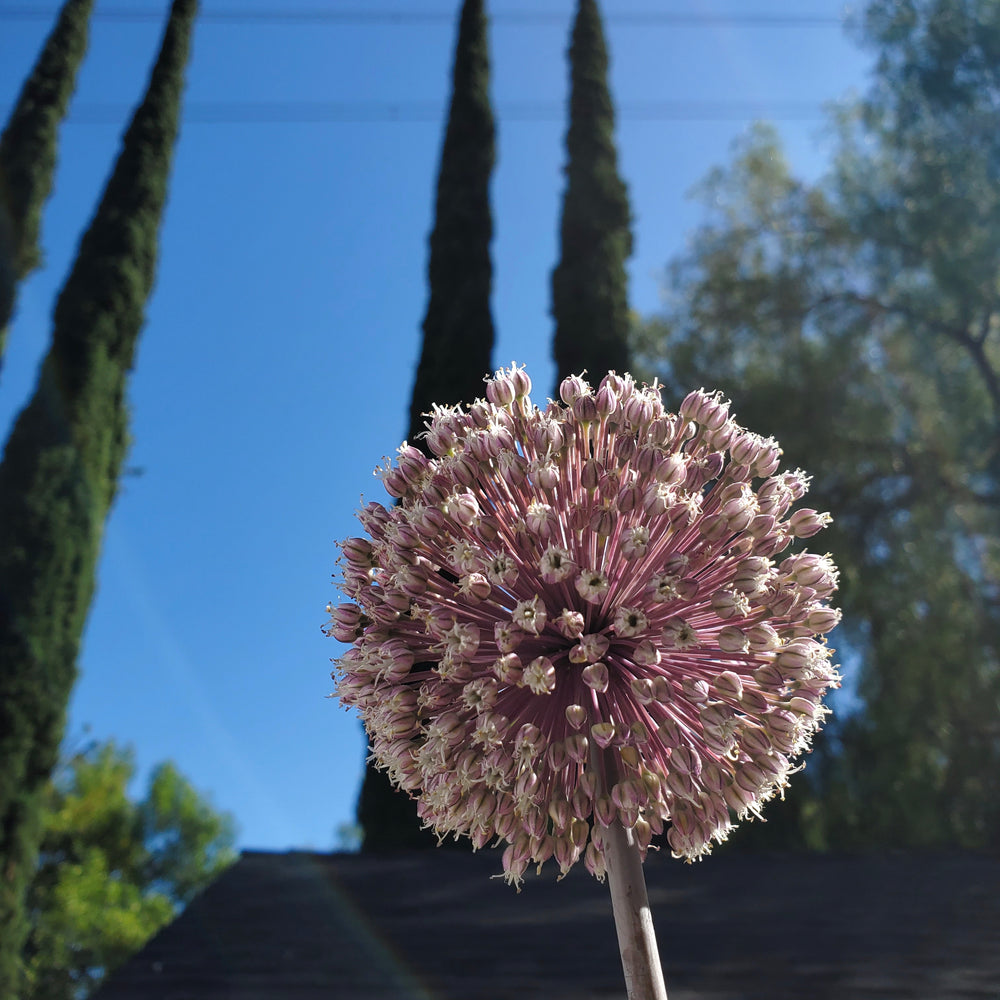 SUMMER DRUMMER ALLIUM