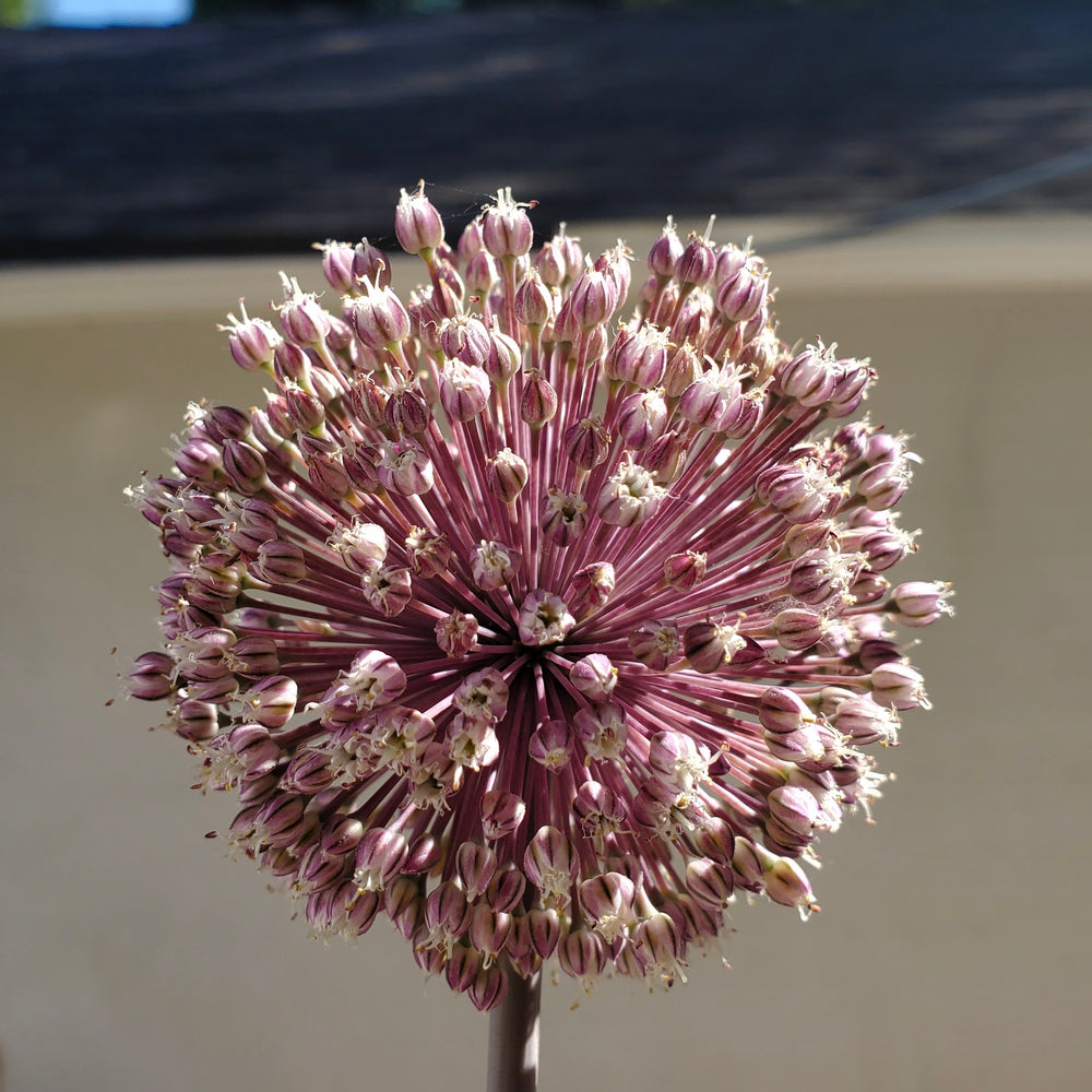 SUMMER DRUMMER ALLIUM