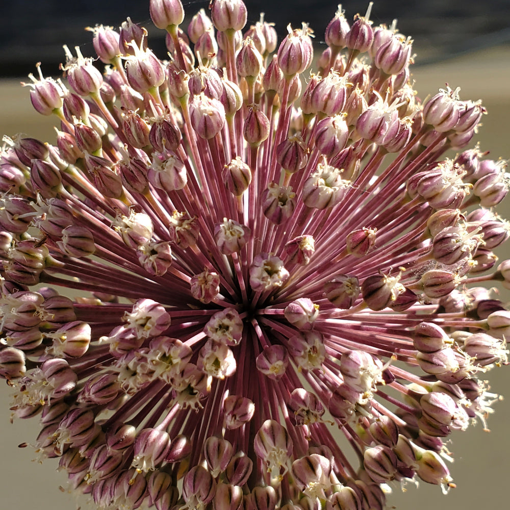 SUMMER DRUMMER ALLIUM