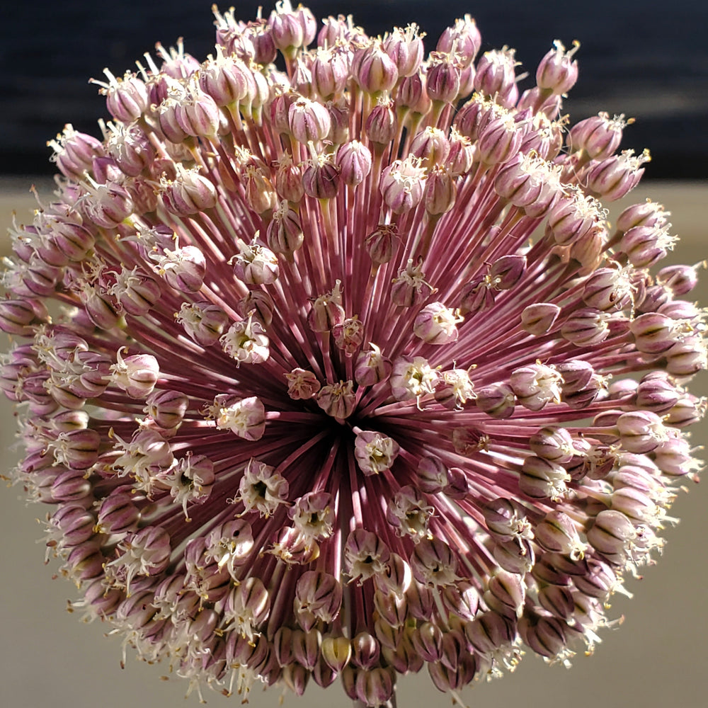 SUMMER DRUMMER ALLIUM