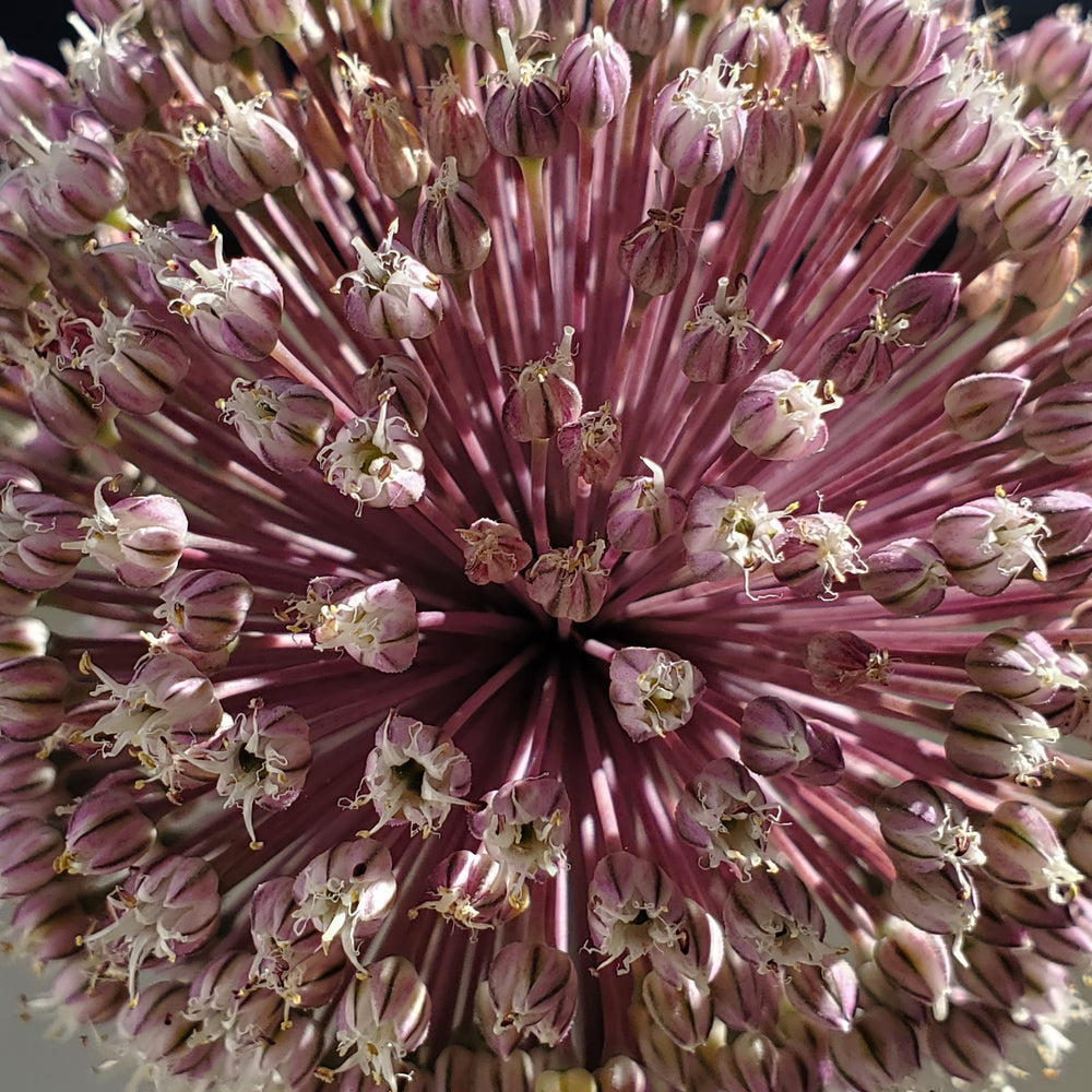 SUMMER DRUMMER ALLIUM