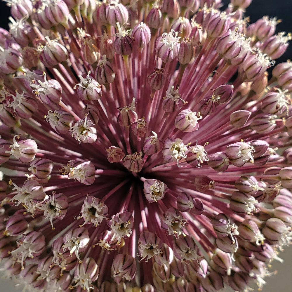 SUMMER DRUMMER ALLIUM