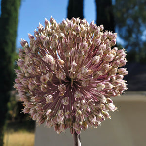 SUMMER DRUMMER ALLIUM
