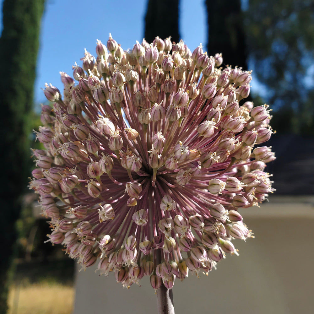 SUMMER DRUMMER ALLIUM