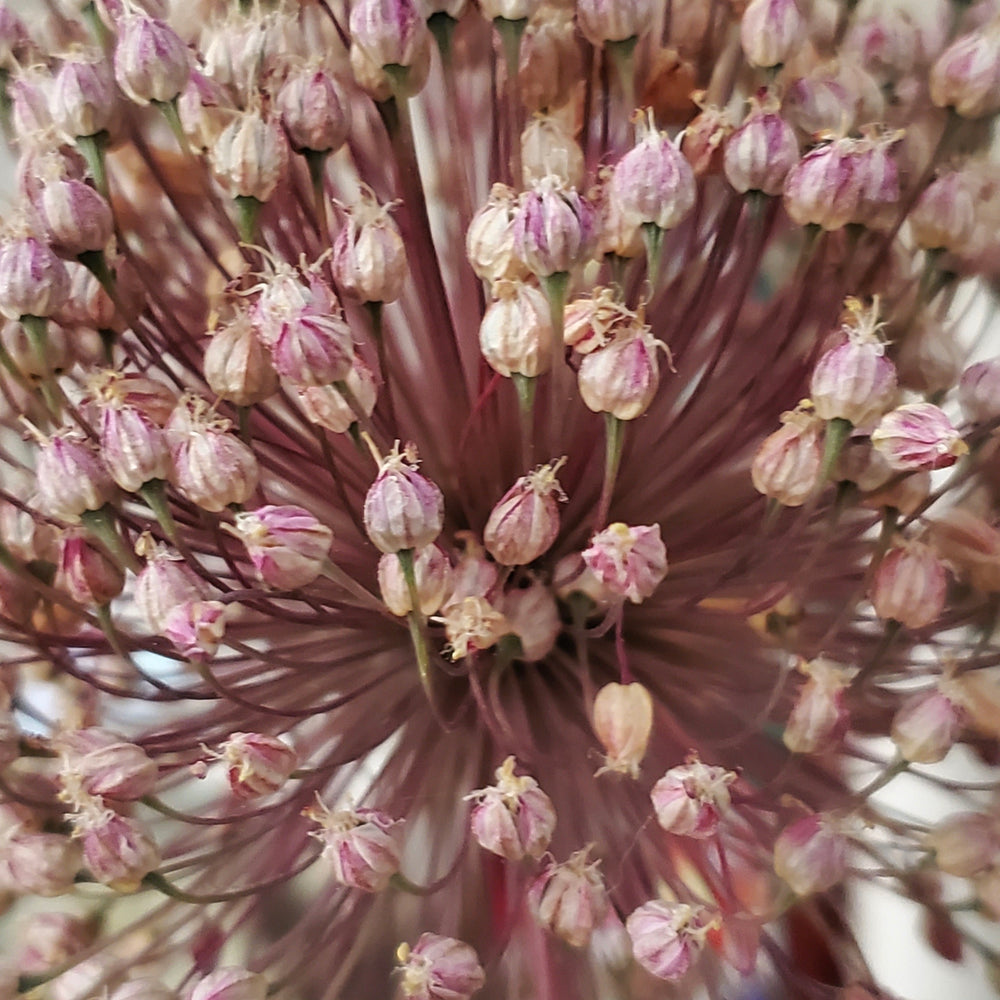 SUMMER DRUMMER ALLIUM