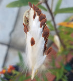 MEXICAN BUTTERFLY WEED