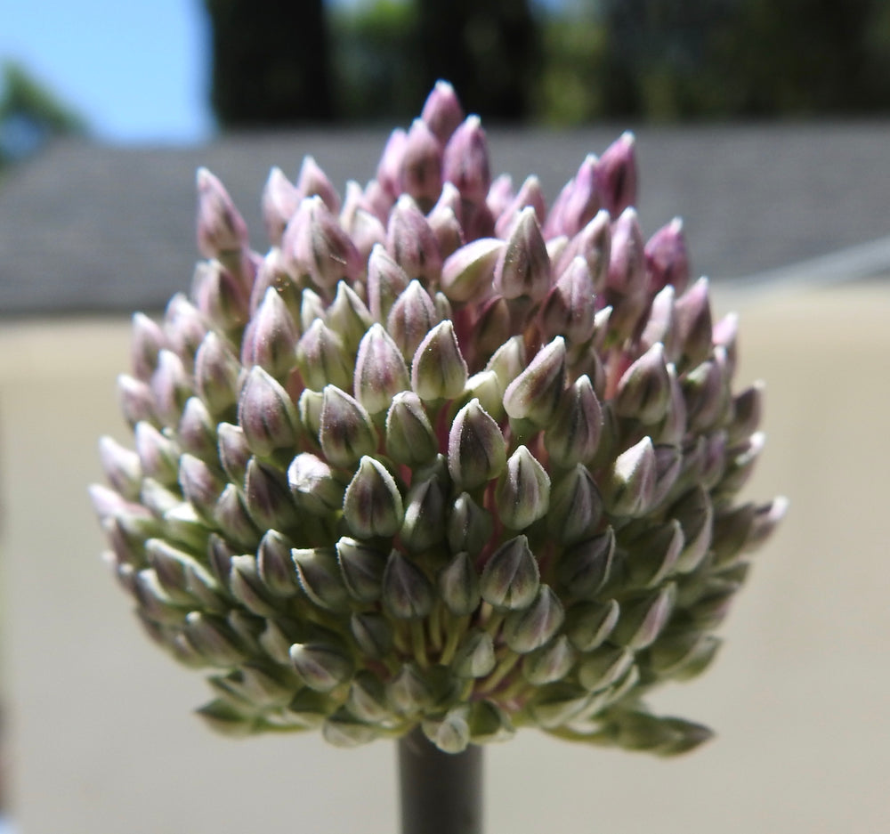 SUMMER DRUMMER ALLIUM