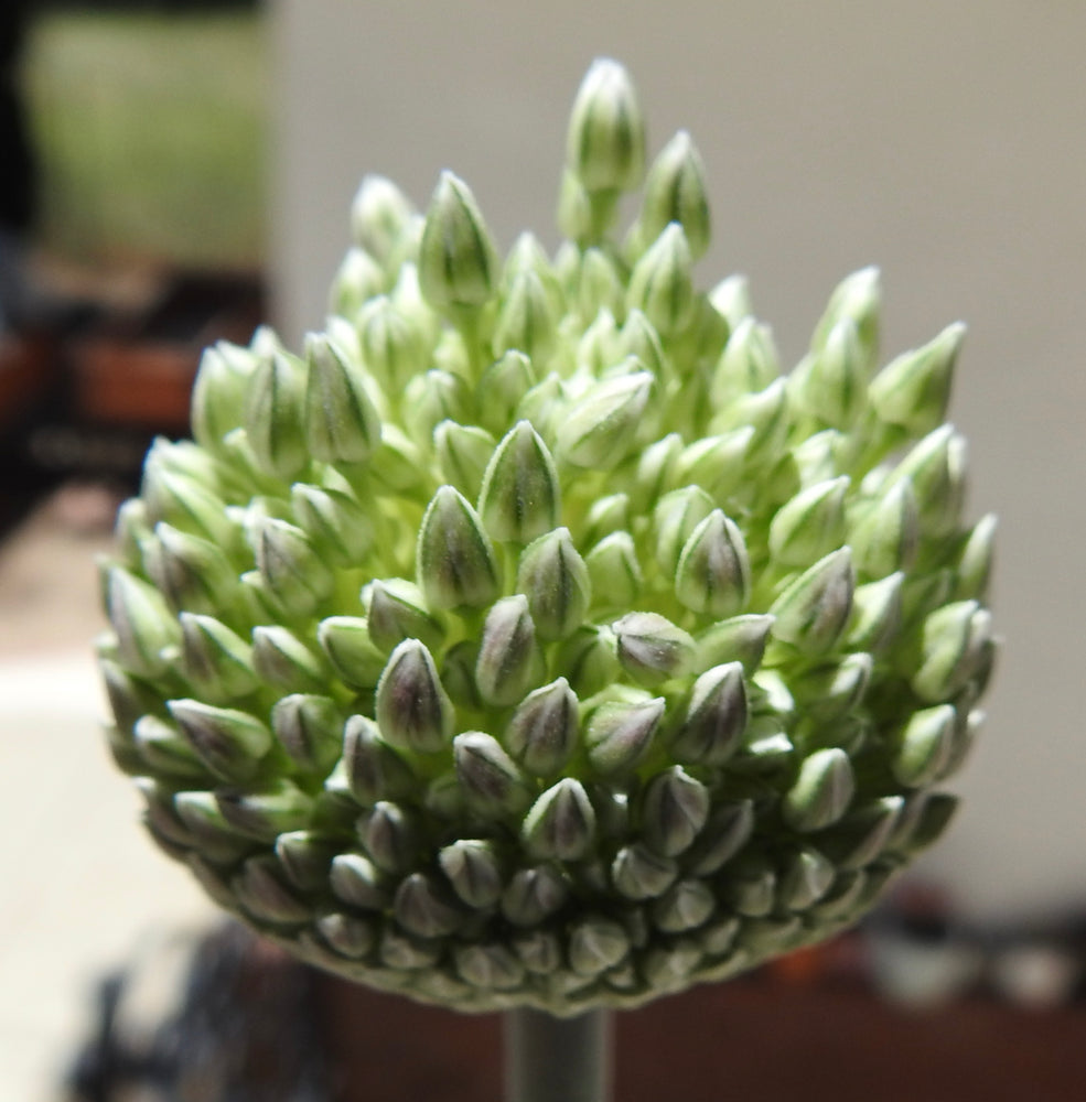 SUMMER DRUMMER ALLIUM