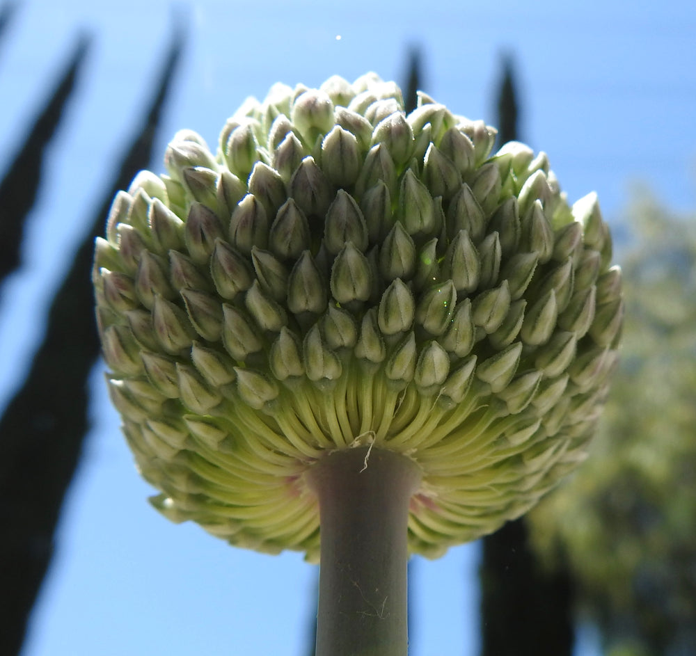 SUMMER DRUMMER ALLIUM