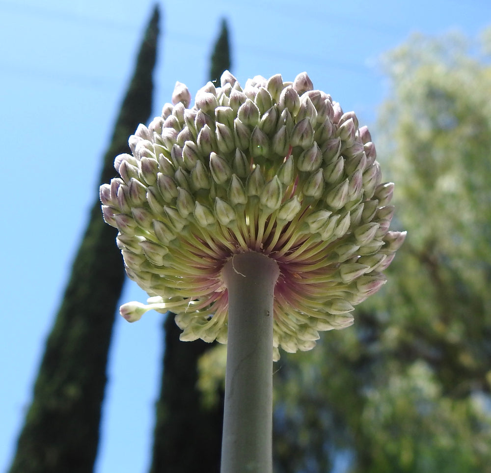 SUMMER DRUMMER ALLIUM