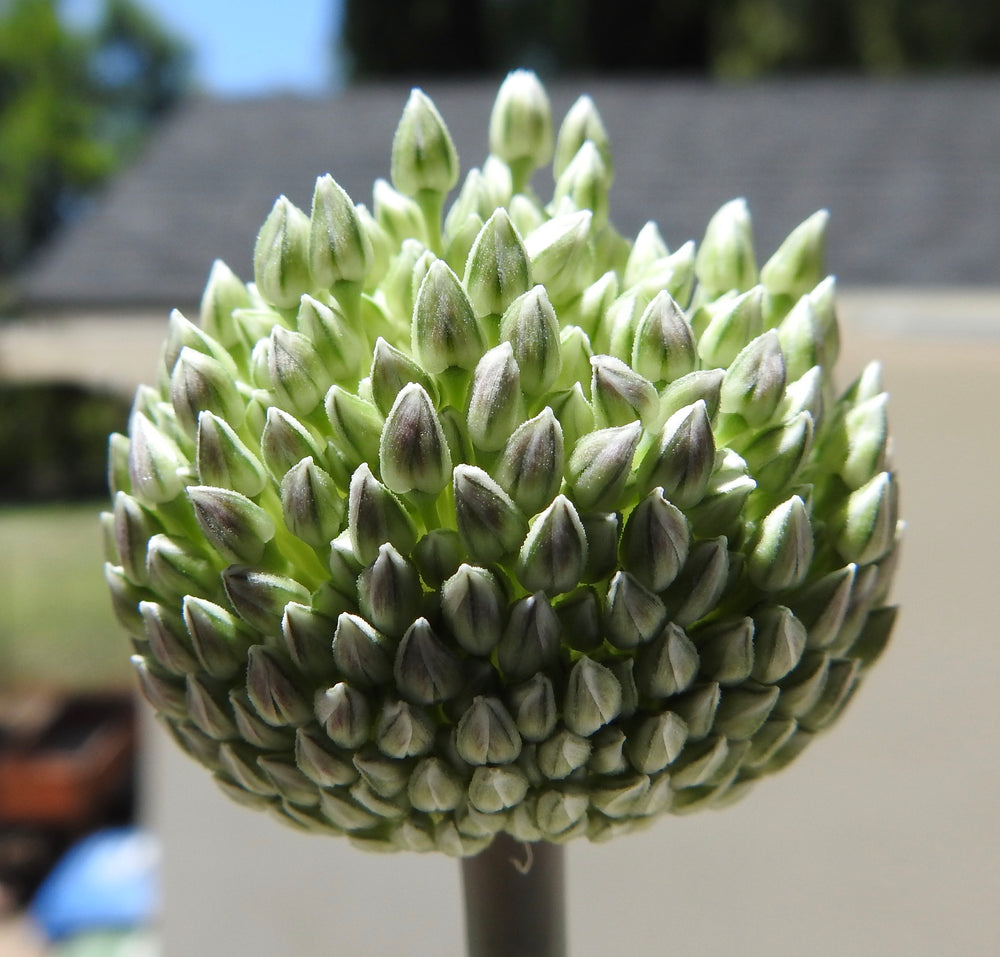 SUMMER DRUMMER ALLIUM