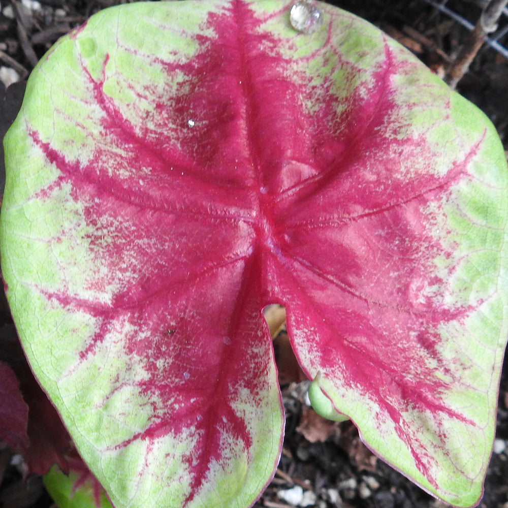 CALADIUM LEMON BLUSH