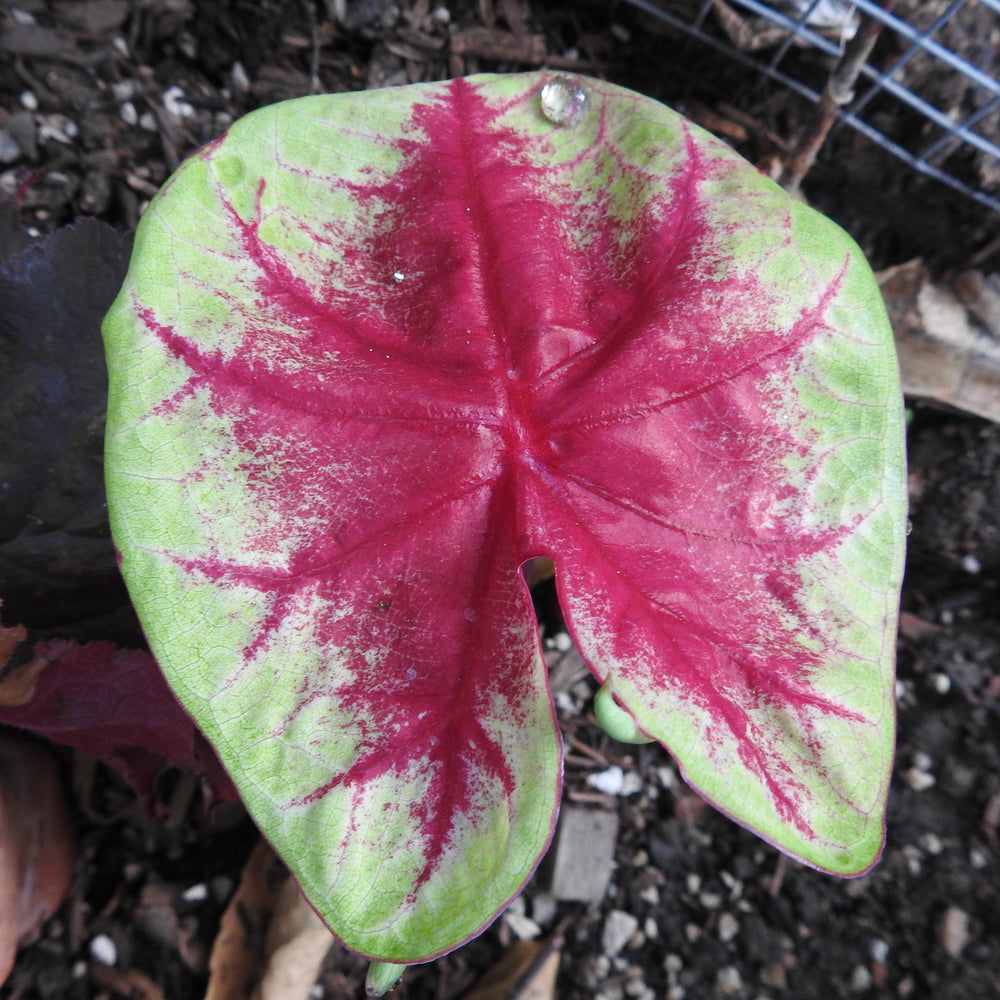 CALADIUM LEMON BLUSH