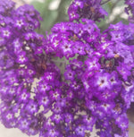 HELIOTROPE